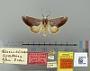 Hemiceras coatina