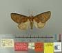 Hemiceras nigricosta