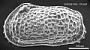 Hemicytheria croatica Sokac