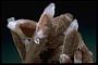 Hemimorphite