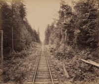 Hemlock Forest