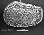 Henryhowella sp
