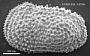 Henryhowella sp