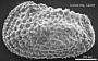 Henryhowella sp