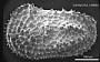 Henryhowella sp