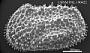 Henryhowella sp