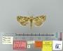 Heorta mitis