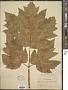 Heracleum lanatum Michx.