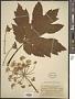 Heracleum lanatum Michx.