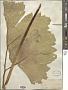 Heracleum maximum W. Bartram