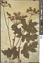 Heracleum sibiricum L.