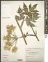 Heracleum sp.