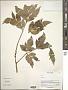 Heracleum sp.