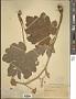 Heracleum sp.