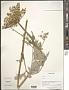 Heracleum sp.