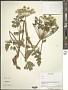Heracleum sp.