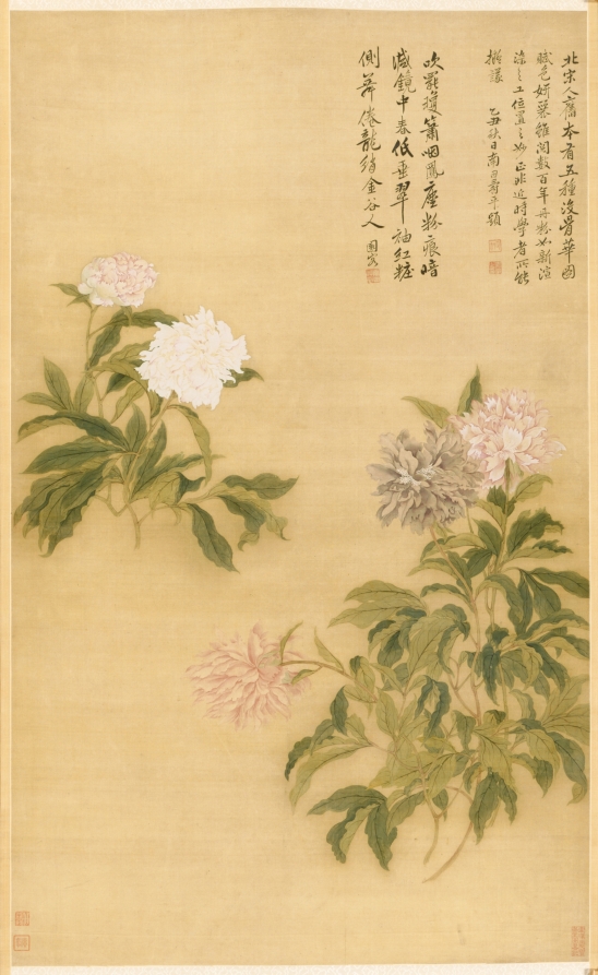 Herbaceous Peony