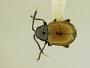 Hermaeophaga cuprea