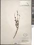 Hermannia polymorpha Eckl. & Zeyh.