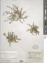 Herniaria glabra L.