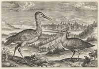 Heron and Snipe