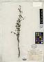 Herpestis laxiflora Benth. in DC.