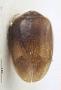 Herthania cherokee