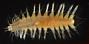 Hesionidae