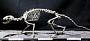 Hesperocyon sp