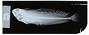 Heteroclinus