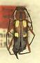 Heterops hispaniolae