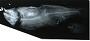 Hexagrammos superciliosus