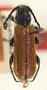 Hexarhopala rufipennis