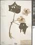 Hibiscus mutabilis L.