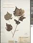 Hibiscus mutabilis L.