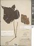 Hibiscus mutabilis L.