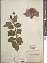 Hibiscus rosa-sinensis L.
