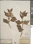 Hibiscus syriacus L.
