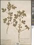 Hibiscus trionum L.