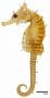 Hippocampus stylifer