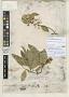 Hippocratea coriacea C. Wright ex Griseb.