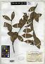 Hippocratea obtusifolia Merr.