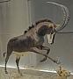 Hippotragus niger