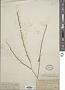Hirschfeldia adpressa Moench