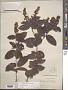 Hirtella paniculata Sw.