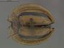 Hispostoma bivittatum