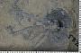Histocrinus ? loganensis Webster