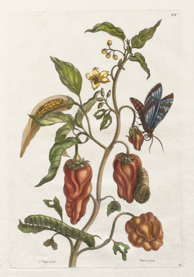 Histoire générale des insects de Suriname et de toute l'Europe:  Vol I, No. 55 - Poivre d'inde