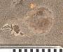 Holcolepis delicatus Cockerell