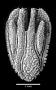 Holcotrochus scriptus